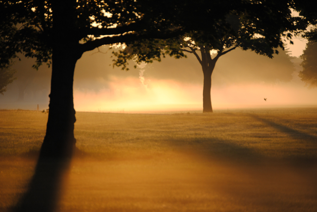3-Fields_wallpapers_115.jpg